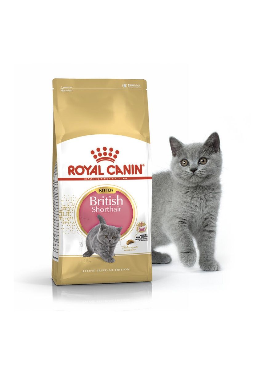 Роял канин для кошек британцев. Royal Canin British Shorthair Kitten. Роял Канин для британских котят. Royal Canin для британцев. Роял Канин Бритиш гранулы.