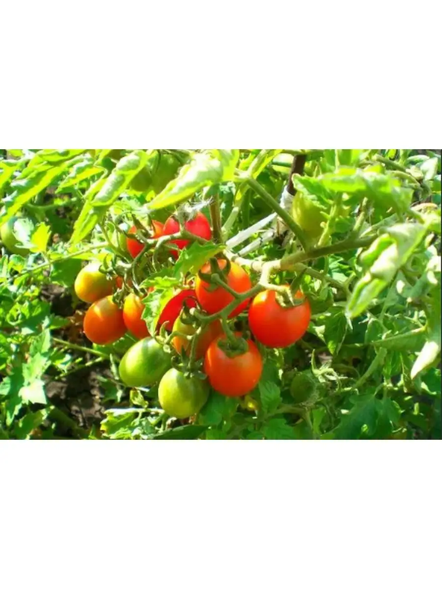 томатный цвет. томат сорт аликанте. несколько помидоров. томат весна f1. томат беатрис f1.